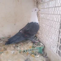 کبوتر کل سفید