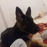 گمشده