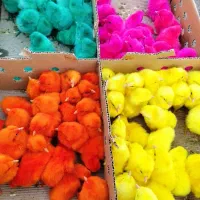 پخش عمده جوجه رنگی و محلی و اردک در فارس و شهر ها