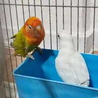 فروش پرندع ب صورت یکجا و جفتی همگی خانگی هستن|پرنده|سقز, |دیوار