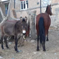 کوری قاطر ۸ماه|حیوانات مزرعه|کامیاران, |دیوار