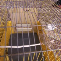 دو عدد قناری نر|پرنده|صفادشت, |دیوار