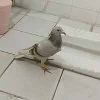 اوقون