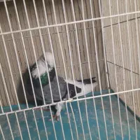 کبوتر شازده نر