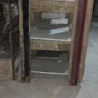 دوتا جفتگاه یکی چوبی ۹تایی یکی آهنی ۱۰تایی رفسنجان|لوازم جانبی حیوانات|رفسنجان, |دیوار