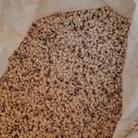 لوبیا چشم بلبلی