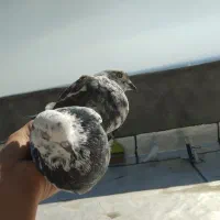یک جفت کفتر  خوب