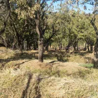 زمین کشاورزی|فروش دفتر صنعتی، کشاورزی، تجاری|سامان, |دیوار