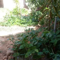 فروش اسکلت نوساز ویلایی یک طبقه دوخواب|فروش خانه و ویلا|شیراز, شهرک قمشه|دیوار