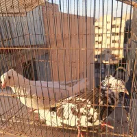 جفت دمبی|پرنده|اهواز, کیان اباد|دیوار