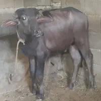 گوساله نر