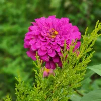 نیروی خانم در طب سنتی کار در منزل