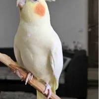 عروس هلندی
