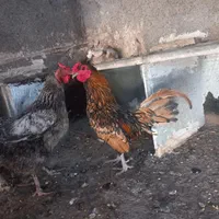 مرغ و خروس