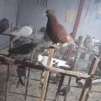 تعدادی کفتر رنگی .واکسن خورده.از پر دراومده|پرنده|قزوین, |دیوار