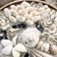 حراج صدف طبیعی