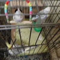 فروش فوری عروس هلندی دستی وبسیار باهوش