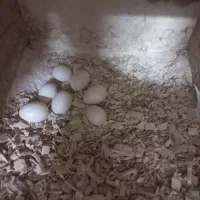 عروس هلندی کوتوله جفت رو تخم جوجه معاوضه باگرینچیک|پرنده|مشهد, مهدی آباد (بلوار توس)|دیوار