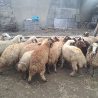 بره نر پوشی|حیوانات مزرعه|کرمانشاه, |دیوار