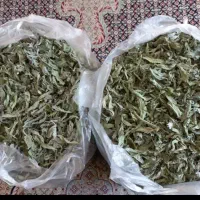 پونه خوش عطر