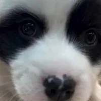 پامر|سگ|تبریز, |دیوار