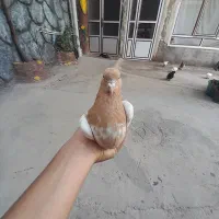 کبوتر کله