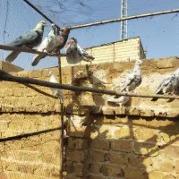 کبوترتیرماهی