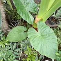 گل گل گل|گل و گیاه طبیعی|رشت, گلباغ نماز|دیوار