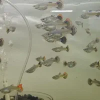 گوپی در انواع نژاد|ماهی|هشتگرد, شهرک اقدسیه|دیوار