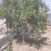اجاره باغ انار رباب|اجارهٔ دفتر صنعتی، کشاورزی، تجاری|شیراز, ابیوردی|دیوار