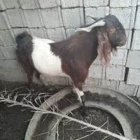 بز. نر به فروش میرسد