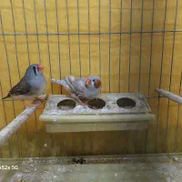 فنچ هاف اورنج|پرنده|بوشهر, |دیوار