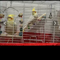 طوطی عروس هلندی