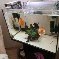 ماهی دیسکس|ماهی|اندیشه, اندیشه فاز ۳|دیوار