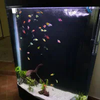 اکواریوم L1000دلسا|ماهی|بندرعباس, |دیوار