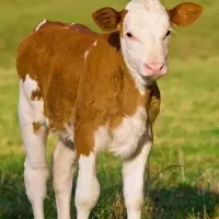 خریدار .   گاو گوساله سنگین قصابی و غیره...