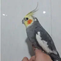 عروس هلندی