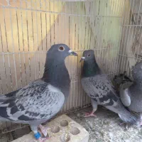 کبوتر پلاکی