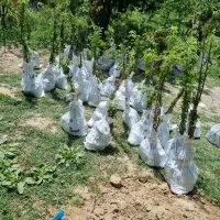 آغاز پیشفروش نهال انجیر گلابی درشت|خدمات باغبانی و درختکاری|بهاباد, |دیوار