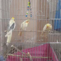 عروس هلندی نر و ماده با جوجه
