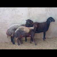 میش.. گوسفند..بره|حیوانات مزرعه|یزد, |دیوار