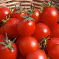 بذر گوجه|گل و گیاه طبیعی|دشت ذهاب, |دیوار