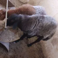 بره نر مفت مفت