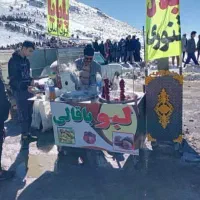 زرد طلای ) بلال) ۶۷۸موجودچرخ