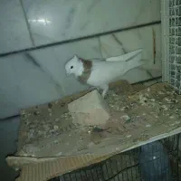 کفتر کبوتر طوقی و سینه و بزک سیاه ذات قدیمی بهشرط|پرنده|داراب, |دیوار