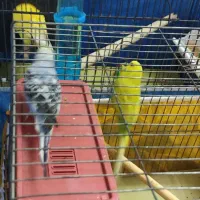 مرغ عشق کارداده|پرنده|شاهینشهر, مخابرات (شهید بهشتی)|دیوار