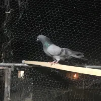 کفتر سبز|پرنده|مشکین‌دشت, |دیوار