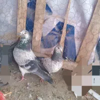کبوتر