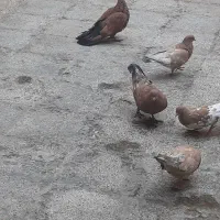 شتری|پرنده|امیدیه, |دیوار