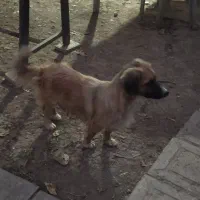 سگ اشپیتز ماده|سگ|ساری, |دیوار